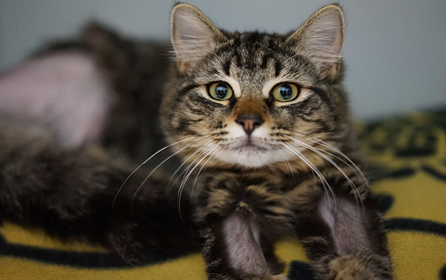 orthopaedic cat jack